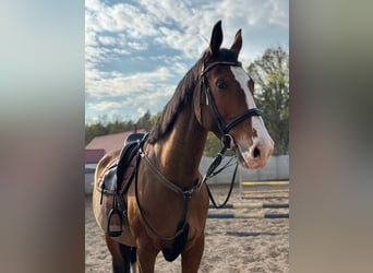 Polski koń szlachetny półkrwi, Klacz, 10 lat, 165 cm, Gniada