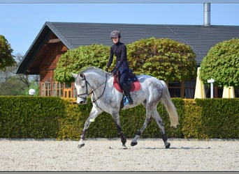 Polski koń szlachetny półkrwi, Klacz, 10 lat, 165 cm, Siwa