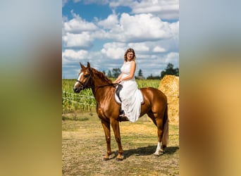 Polski koń szlachetny półkrwi, Klacz, 11 lat, 163 cm, Ciemnokasztanowata