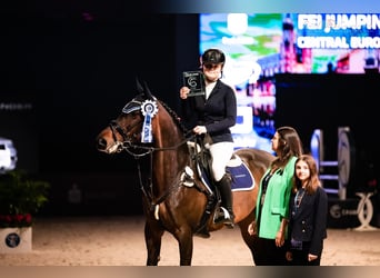 Polski koń szlachetny półkrwi, Klacz, 11 lat, 168 cm, Ciemnogniada