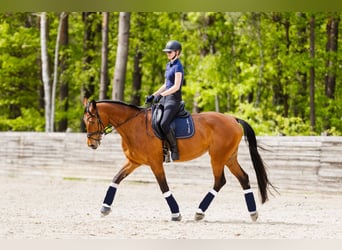 Polski koń szlachetny półkrwi, Klacz, 11 lat, 170 cm, Gniada