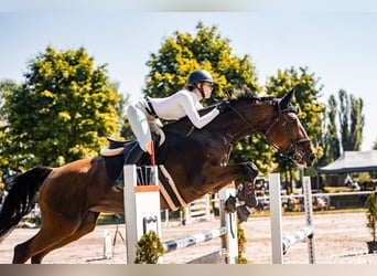 Polski koń szlachetny półkrwi, Klacz, 11 lat, 170 cm, Gniada