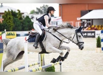 Polski koń szlachetny półkrwi, Klacz, 11 lat, 175 cm, Siwa