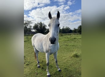 Polski koń szlachetny półkrwi Mix, Klacz, 12 lat, 152 cm, Siwa w hreczce