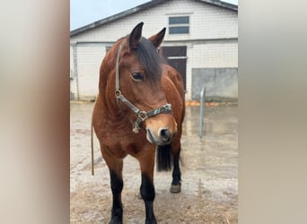 Polski koń szlachetny półkrwi Mix, Klacz, 12 lat, 161 cm, Gniada