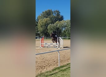 Polski koń szlachetny półkrwi, Klacz, 12 lat, 167 cm, Gniada