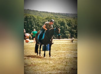Polski koń szlachetny półkrwi, Klacz, 13 lat, 156 cm, Kara