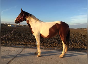 Polski koń szlachetny półkrwi Mix, Klacz, 15 lat, 159 cm, Srokata