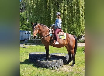 Polski koń szlachetny półkrwi, Klacz, 15 lat, 165 cm, Gniada