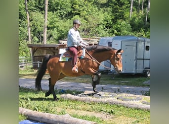 Polski koń szlachetny półkrwi, Klacz, 15 lat, 165 cm, Gniada
