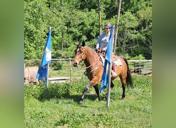 Polski koń szlachetny półkrwi, Klacz, 15 lat, 165 cm, Gniada