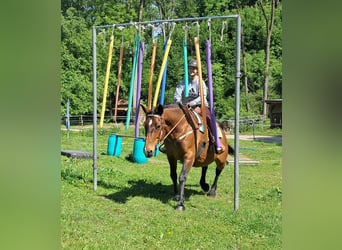 Polski koń szlachetny półkrwi, Klacz, 15 lat, 165 cm, Gniada