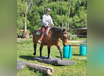 Polski koń szlachetny półkrwi, Klacz, 15 lat, 165 cm, Gniada
