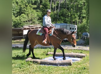 Polski koń szlachetny półkrwi, Klacz, 15 lat, 165 cm, Gniada