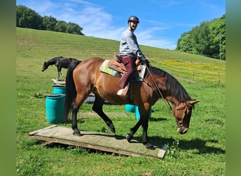 Polski koń szlachetny półkrwi, Klacz, 15 lat, 165 cm, Gniada