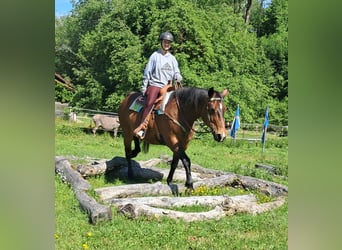 Polski koń szlachetny półkrwi, Klacz, 15 lat, 165 cm, Gniada