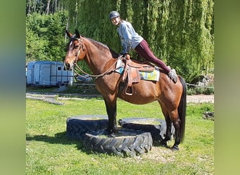 Polski koń szlachetny półkrwi, Klacz, 15 lat, 165 cm, Gniada