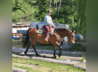 Polski koń szlachetny półkrwi, Klacz, 15 lat, 165 cm, Gniada