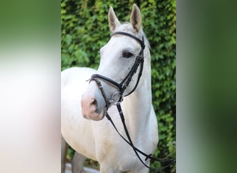 Polski koń szlachetny półkrwi, Klacz, 16 lat, Siwa w hreczce