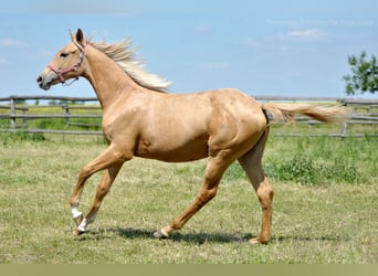 Polski koń szlachetny półkrwi, Klacz, 1 Rok, 165 cm, Izabelowata