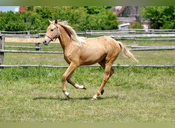 Polski koń szlachetny półkrwi, Klacz, 1 Rok, 165 cm, Izabelowata