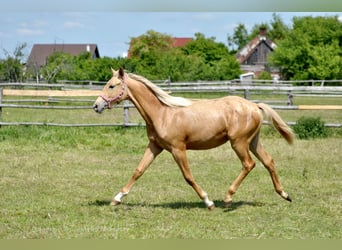 Polski koń szlachetny półkrwi, Klacz, 1 Rok, 165 cm, Izabelowata
