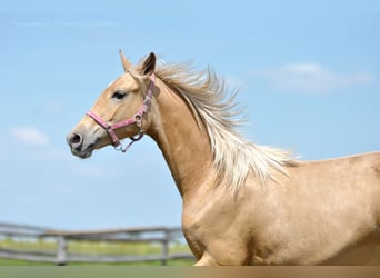 Polski koń szlachetny półkrwi, Klacz, 1 Rok, 165 cm, Izabelowata