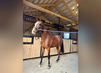 Polski koń szlachetny półkrwi, Klacz, 2 lat, 155 cm, Gniada