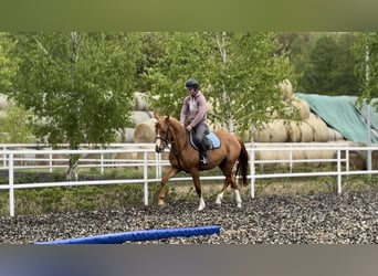 Polski koń szlachetny półkrwi, Klacz, 3 lat, 156 cm, Kasztanowata