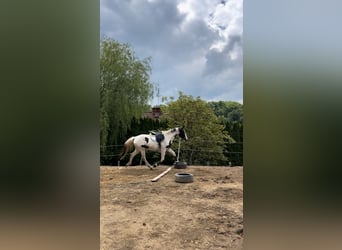 Polski koń szlachetny półkrwi, Klacz, 3 lat, 170 cm, Srokata