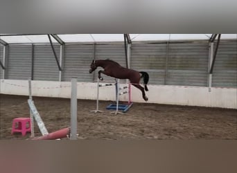 Polski koń szlachetny półkrwi, Klacz, 5 lat, 176 cm, Gniada