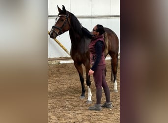 Polski koń szlachetny półkrwi, Klacz, 6 lat, 165 cm, Gniada