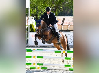 Polski koń szlachetny półkrwi, Klacz, 6 lat, 165 cm, Gniada