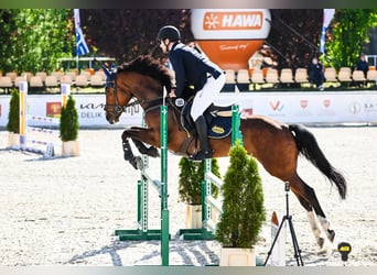 Polski koń szlachetny półkrwi, Klacz, 6 lat, 165 cm, Gniada