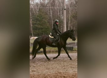 Polski koń szlachetny półkrwi, Klacz, 6 lat, 170 cm, Kara