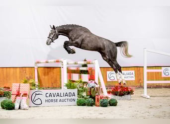 Polski koń szlachetny półkrwi, Klacz, 6 lat, 174 cm, Siwa jabłkowita