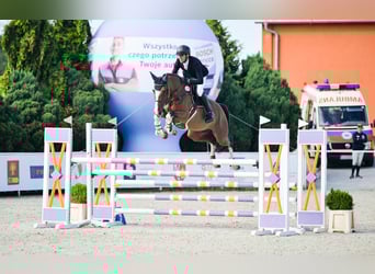 Polski koń szlachetny półkrwi, Klacz, 6 lat, 175 cm, Gniada