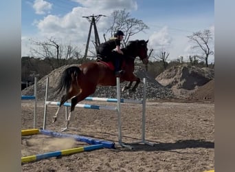 Polski koń szlachetny półkrwi, Klacz, 6 lat, Gniada