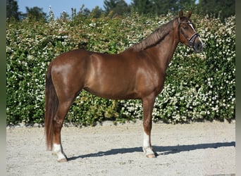 Polski koń szlachetny półkrwi, Klacz, 7 lat, 162 cm, Ciemnokasztanowata