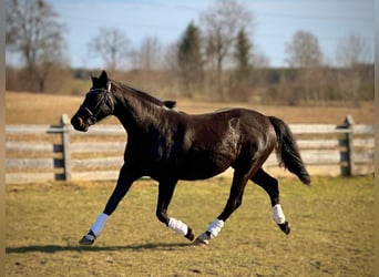 Polski koń szlachetny półkrwi, Klacz, 7 lat, 164 cm, Kara