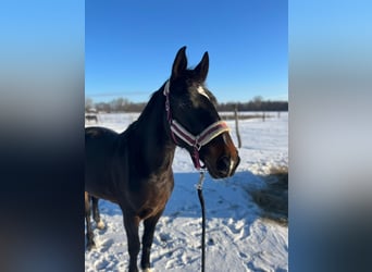 Polski koń szlachetny półkrwi, Klacz, 7 lat, 165 cm, Gniada