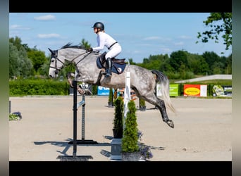 Polski koń szlachetny półkrwi, Klacz, 7 lat, 166 cm, Siwa