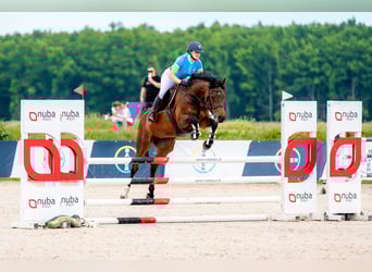 Polski koń szlachetny półkrwi, Klacz, 8 lat, 158 cm, Gniada
