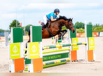 Polski koń szlachetny półkrwi, Klacz, 8 lat, 158 cm, Gniada