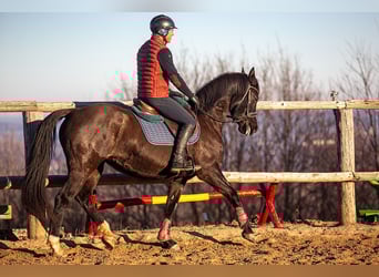 Polski koń szlachetny półkrwi, Klacz, 8 lat, 162 cm, Kara