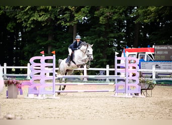 Polski koń szlachetny półkrwi, Klacz, 9 lat, 168 cm, Siwa