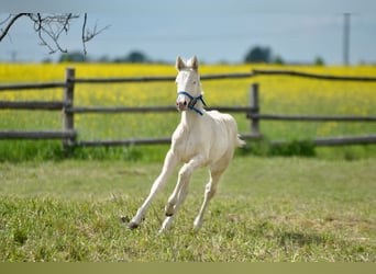 Polski koń szlachetny półkrwi, Klacz, , 165 cm, Cremello