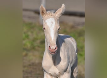 Polski koń szlachetny półkrwi, Klacz, , 165 cm, Cremello