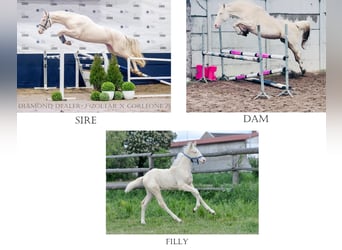 Polski koń szlachetny półkrwi, Klacz, , 165 cm, Cremello