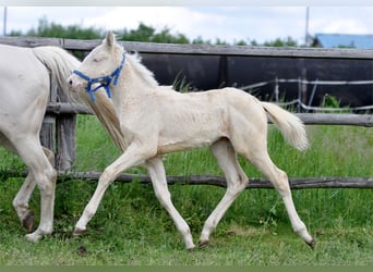 Polski koń szlachetny półkrwi, Klacz, , 165 cm, Cremello